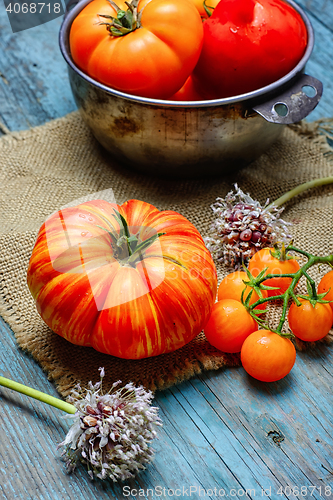 Image of harvest of tomatoes