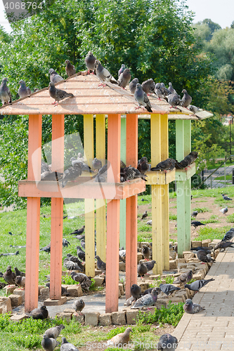 Image of Two small pigeon with pigeons sitting on them