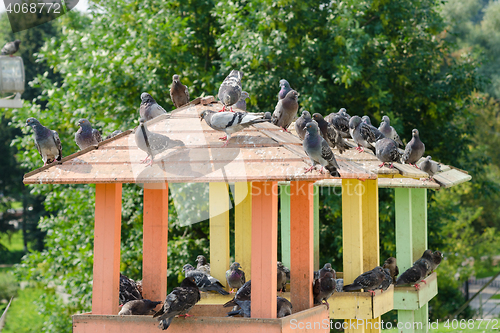 Image of The roof of a wooden pigeon with pigeons sitting on it