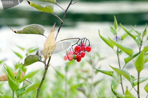 Image of Red berry