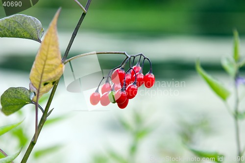 Image of Red berry