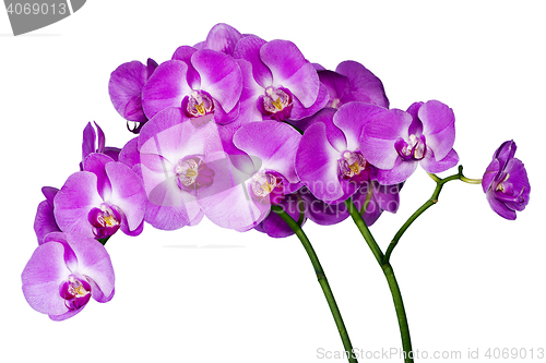 Image of Orchids on white background (Orchidaceae)