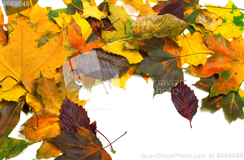 Image of Autumn dry multicolor maple leaves