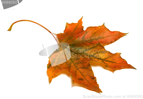 Image of Autumn maple leaf i