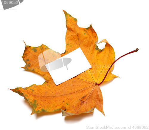 Image of Autumn dried maple-leaf with white empty price card