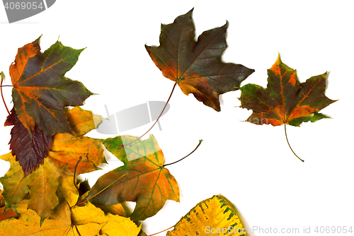 Image of Autumn multi colored maple leaves 