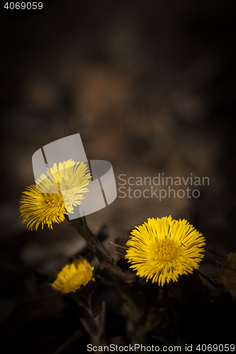 Image of tussilago farfare