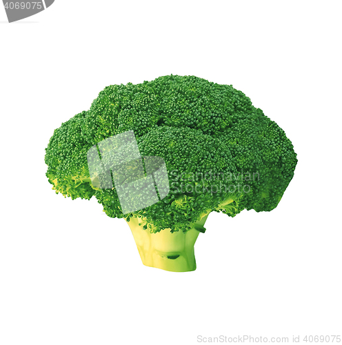 Image of fresh green broccoli isolated
