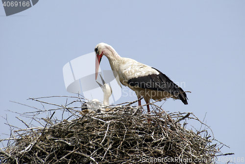 Image of Stork family on the nest