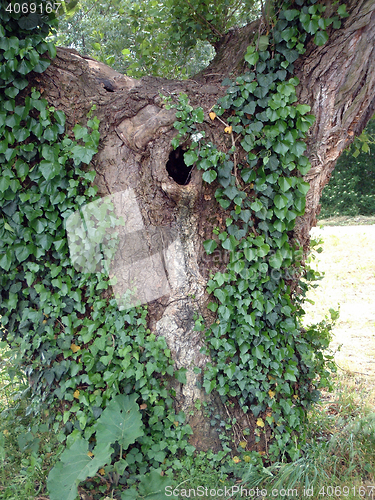Image of Green wild Ivy growing up an old tree