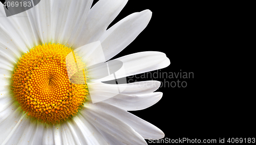 Image of White chamomile isolated on black background