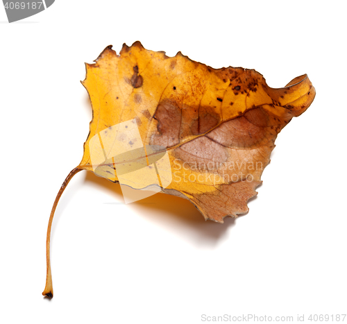 Image of Autumn yellow leaf