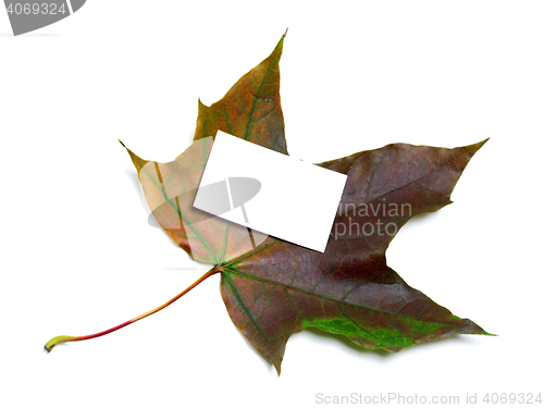 Image of Multicolor autumn maple leaf with white empty price card