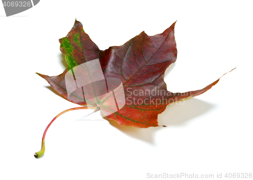 Image of Multicolor autumn maple-leaf on white