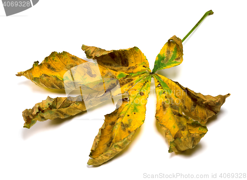 Image of Dried autumn leaf of chestnut