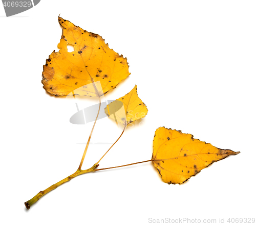 Image of Yellow autumn leaves on poplar twig