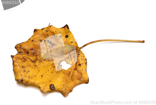 Image of Autumn dry quaking aspen leaf