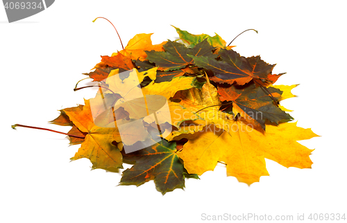 Image of Pile of autumn dried multi colored maple leaves