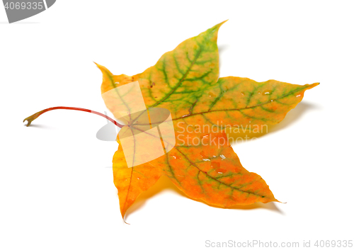 Image of Autumnal multicolor maple-leafs with water drops