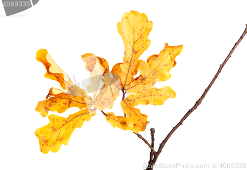 Image of Yellow autumn leaves on oak twig