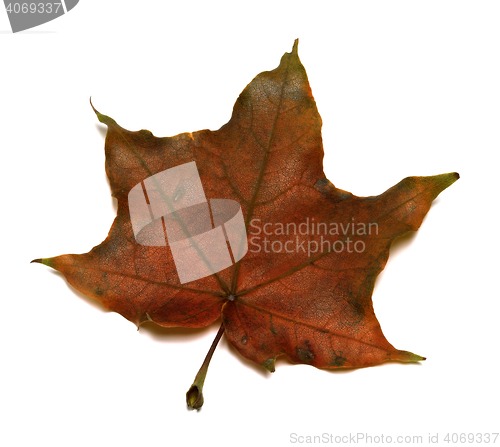 Image of Brown autumn maple leaf