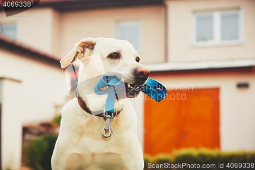 Image of Dog with leash