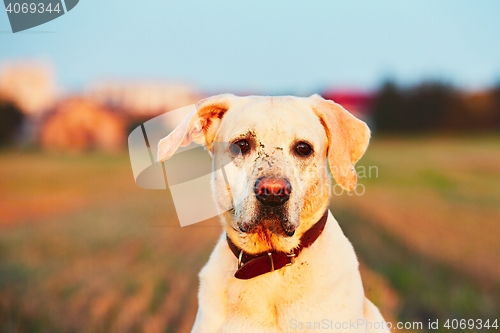 Image of Sad muddy dog