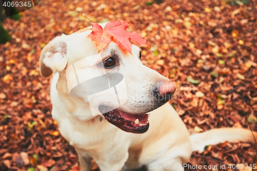 Image of Dog in autumn