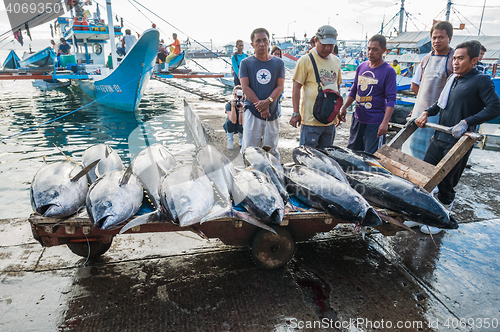 Image of Yellowfin tuna being unloaded