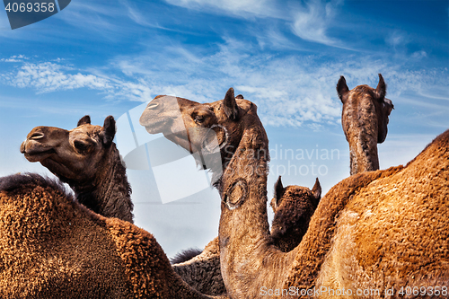 Image of Camels at Pushkar Mela (Pushkar Camel Fair), India