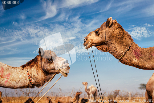 Image of Camels at Pushkar Mela (Pushkar Camel Fair),  India