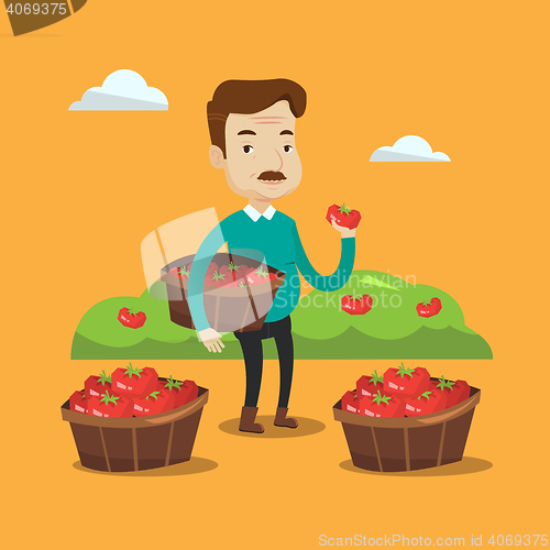 Image of Farmer collecting tomatos vector illustration.