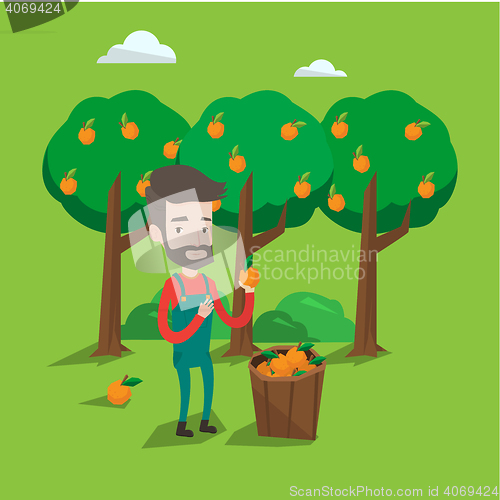 Image of Farmer collecting oranges vector illustration.