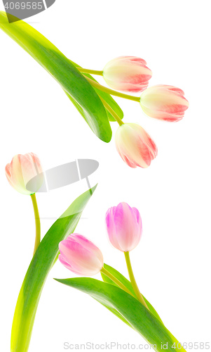 Image of Collection of different tulips 