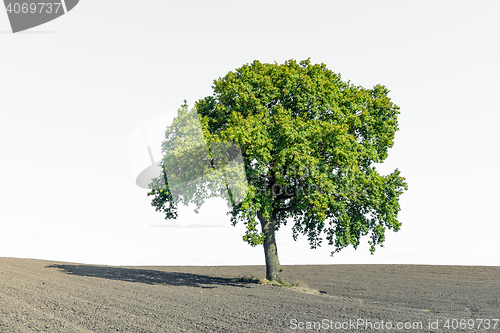 Image of Lonely green tree on a dry field