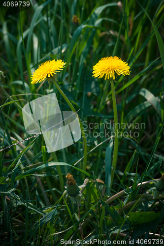 Image of Yellow dandelions on a green field