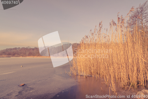 Image of Frozen lake with tall reeds