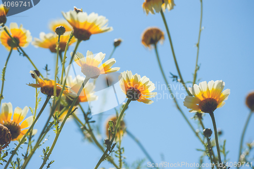 Image of Marguerite flowers in yellow colors