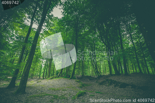 Image of Dark forest with green trees 