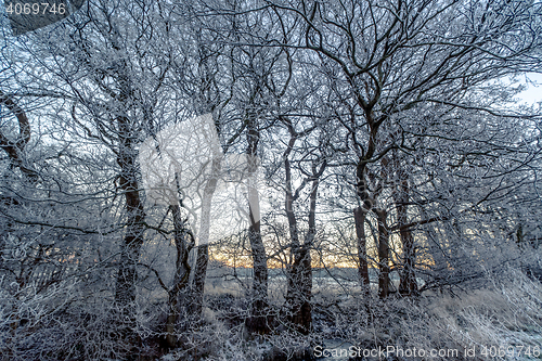 Image of Branches covered with frost in the sunrise