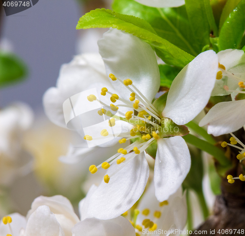 Image of Abstract Cherry Blossom