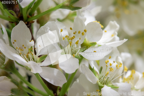 Image of Abstract Cherry Blossom