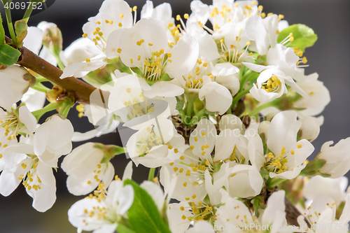 Image of Abstract Cherry Blossom