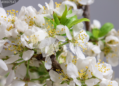 Image of Abstract Cherry Blossom