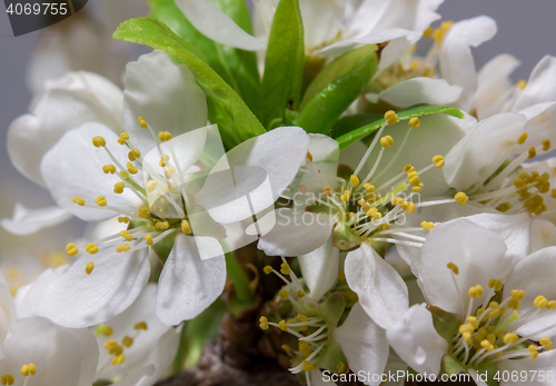 Image of Abstract Cherry Blossom