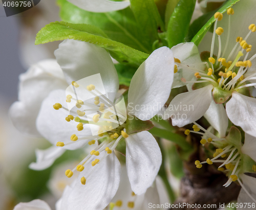 Image of Abstract Cherry Blossom