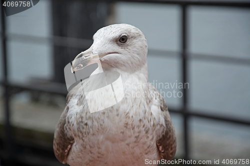Image of Close-Up of a Seagull