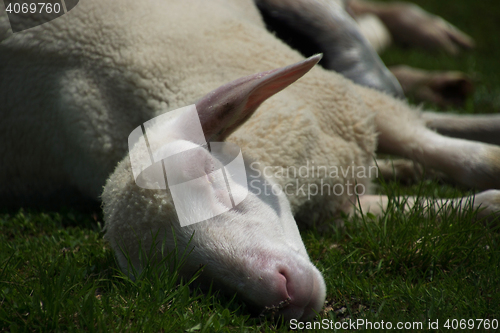 Image of Sheeps at the Gruenwaldkopf, Obertauern, Austria