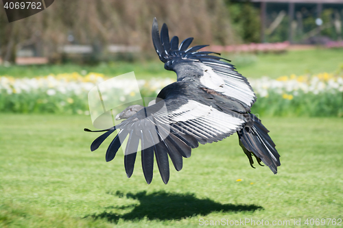 Image of Andean condor (Vultur gryphus)