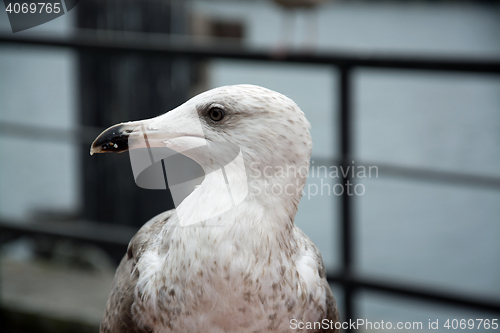 Image of Close-Up of a Seagull